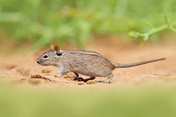 Vier gestreepte gras muis, Rhabdomys pumilio, mooie rat in de habitat. Muis in het zand met groene vegetatie, grappig beeld uit de natuur, Namib Desert Sand Dune in Namibië. Wildlife Africa. Rechtenvrije Stockfoto's