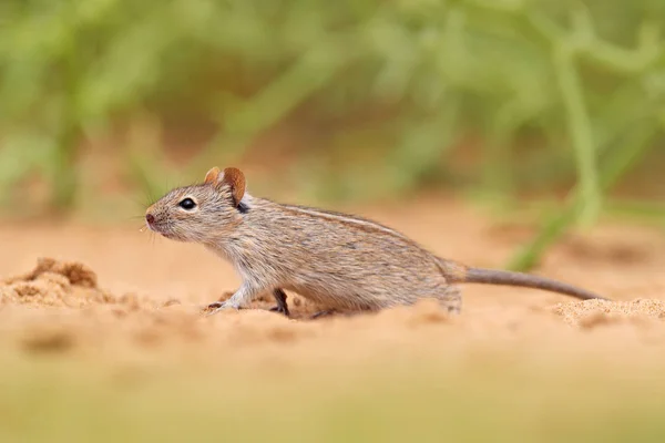 Four-striped grass mouse, Rhabdomys pumilio, beautiful rat in the habitat. Mouse in the sand with green vegetation, funny image from nature, Namib desert sand dune in Namibia. Wildlife Africa. Stock Image