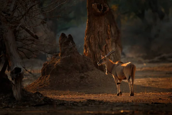 Antilope terrestre, Taurotragus oryx, grosso mammifero africano bruno in habitat naturale. Terreno immerso nel verde, Kruger National Park, Sud Africa. Scena della fauna selvatica dalla natura, tramonto serale . — Foto Stock