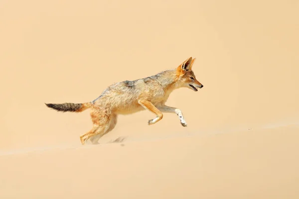 Chacal correndo na duna de areia no deserto do Namib. Dia quente na areia, animal da Namíbia, África, comportamento chacal apoiado por negros. Cena de vida selvagem da natureza. — Fotografia de Stock