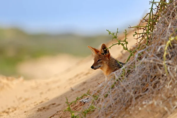 Le chacal court sur la dune de sable du désert namibien. Journée chaude dans le sable, animal de Namibie, Afrique, comportement du chacal à dos noir. Scène animalière de la nature. — Photo