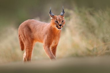 Karakterli, Afrika vaşağı, kuru kum çölünde. Güzel vahşi kedi doğada, Kgalagadi, Botswana, Güney Afrika. Çakıl taşlarında yüzyüze yürüyen bir hayvan, Felis Caracal. Doğadan vahşi yaşam sahnesi.