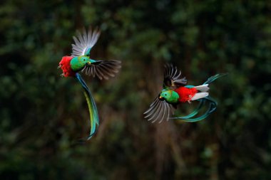 Quetzal, Pharomachrus mocinno, Kosta Rika 'daki yeşil ormanlı tropik bölgeden, iki kuş dövüşü. Muhteşem kutsal yeşil ve kırmızı kuş, çok uzun kuyruklu. Saygıdeğer Quetzal uçuyor, vahşi yaşam doğası.
