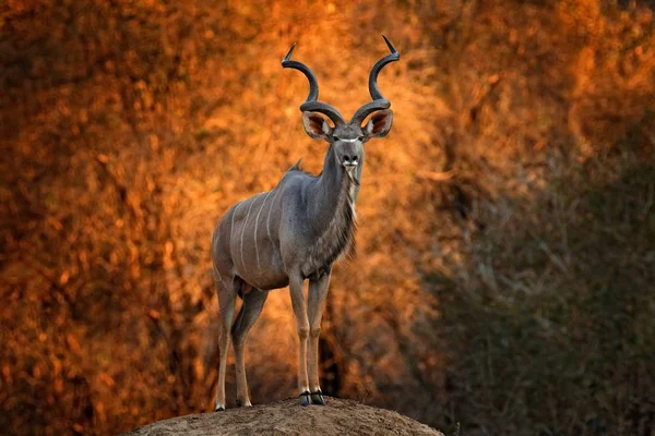 Большой куду, Tragelaphus strepsiceros, красивый антилопа с — стоковое фото