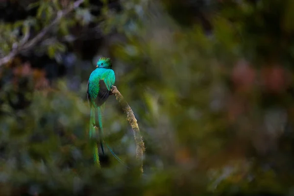 Tündöklő Quetzal, Pharomachrus mocinno, a Costa Ricai Savegre-ből, homályos zöld erdőkkel a háttérben. Csodálatos szent zöld és vörös madár. A tündöklő Quetzal részletes portréja. — Stock Fotó