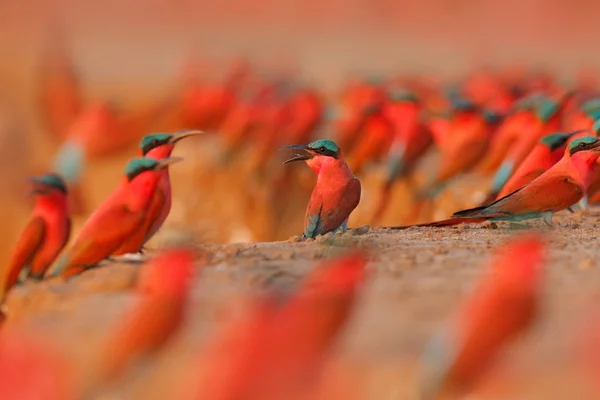 Птичья колония, розовый Северный Карминовый Пчелоед, Ботсвана. Дикая природа Африки. Пчелоед с приловом в счёте. Птица возле гнезда на берегу реки. — стоковое фото