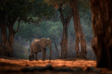 Fil bebek. Mana Havuz Np 'deki fil, Afrika' daki Zimbabwe. Eski ormanda büyük bir hayvan, akşam ışığı, güneş batışı. Doğadaki büyülü vahşi yaşam sahnesi. Afrika fili çok güzel bir yaşam alanında. Yavru köpek..