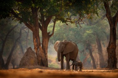 Bebekli fil. Mana Havuzları 'ndaki fil, Afrika' daki Zimbabwe. Eski ormanda büyük bir hayvan, akşam ışığı, güneş batışı. Doğadaki büyülü vahşi yaşam sahnesi. Afrika fili güzel bir yaşam alanında.