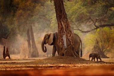 Bebekli fil. Mana Havuzları 'ndaki fil, Afrika' daki Zimbabwe. Eski ormanda büyük bir hayvan, akşam ışığı, güneş batışı. Doğadaki büyülü vahşi yaşam sahnesi. Afrika fili güzel bir yaşam alanında.