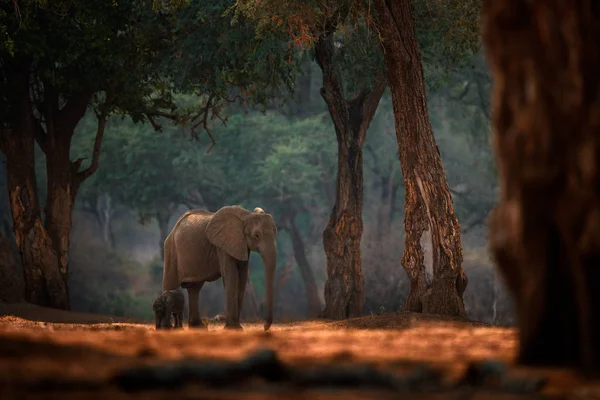 Dziecko słonia. Słoń w Mana Pools Np, Zimbabwe w Afryce. Duże zwierzę w starym lesie, wieczorne światło, zachód słońca. Magiczna scena dzikiej przyrody w przyrodzie. Słoń afrykański w pięknym środowisku. Szczenię młode. — Zdjęcie stockowe