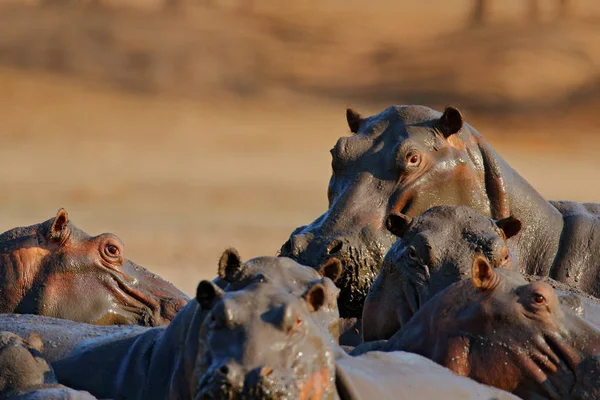 Herd van nijlpaarden. Afrikaanse nijlpaard, Hippopotamus amfibus capensis, met avondzon, Mana Pools, Zimbabwe. Gevaarlijk dier in het water. Wilde dieren uit de Afrikaanse natuur. Groot zoogdier in het meer. — Stockfoto
