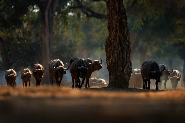 Stádo afrických Buvolů, kavárna Cyncerus, v temném lese, Mana bazény, Zimbabwe v Africe. Divoká příroda z Afriky. Velké zvíře v prostředí. — Stock fotografie