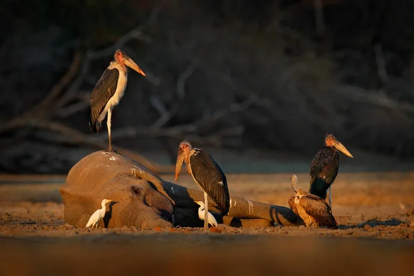 Marabou stork, Leptoptilos crumenifer, s mršinou slona, večerní světlo, Mana Pools NP, Zimbabwe, Afrika. Divoká zvěř, krmení zvířat ve volné přírodě. Ptáci sedící na mrtvém slonovi. — Stock fotografie