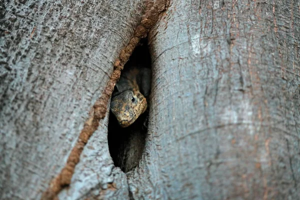 Retrato de lagarto de natureza trópica. Lagarto Preto Iguan — Fotografia de Stock