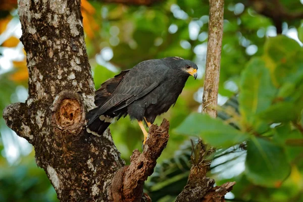 Mangroven-Schwarzfalke, Buteogallus subtilis, großer Vogel, der in — Stockfoto