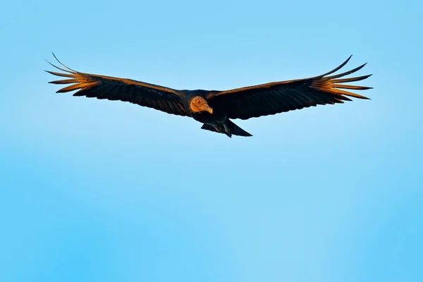 Blue sky, vulture flying above the tree in Costa Rica tropic forest. Ugly black bird Black Vulture, Coragyps atratus, bird in the habitat. Wildlife scene from nature. — Stock Photo, Image