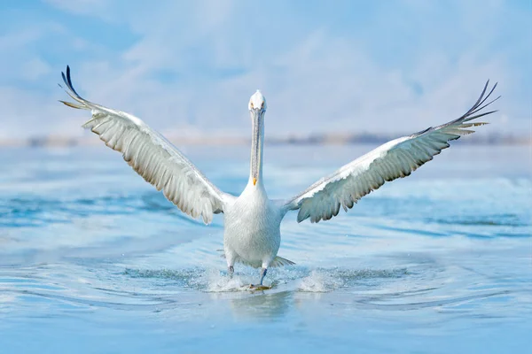 Pták začíná ve vodě. Dalmatský pelikán, Pelecanus crispus, přistává v jezeře Kerkini v Řecku. Pelikán s otevřenými křídly. Divoká příroda z evropské přírody. — Stock fotografie