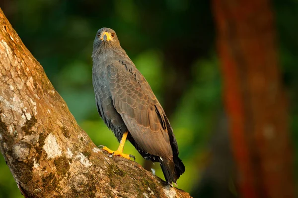 Manglar Halcón Negro, Buteogallus subtilis, ave grande que se encuentra en América Central y del Sur. Escena de fauna de naturaleza tropical. Halcón en hábitat natural . — Foto de Stock