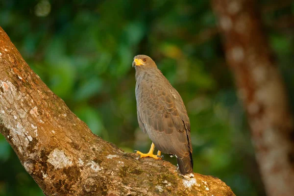 Mangrove Black Hawk, Buteogallus subtilis, large bird found in Central and South America. Wildlife scene from tropical nature. Hawk in nature habitat. — Stock Photo, Image