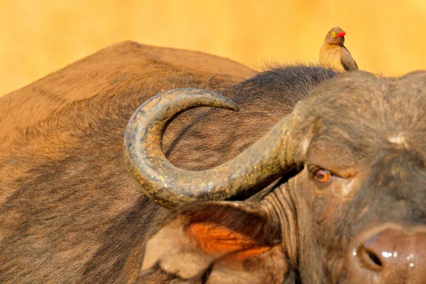 Eerste Kafferbuffel, Cyncerus Djaffer, staande op de rivieroever met groen gras, Moremi, Okavangodelta, Botswana. Wildlife scène uit Afrika aard. Grote dier in de habitat. — Stockfoto