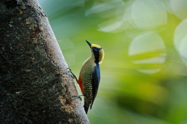 Altın-naped ağaçkakan, Melanerpes chrysauchen, yuvalama delik ile ağaç torink üzerinde oturan, doğa habitat siyah ve kırmızı kuş, Corcovado, Kosta Rika. Kuş gözlemciliği, Güney Amerika. Yeşil kuş.