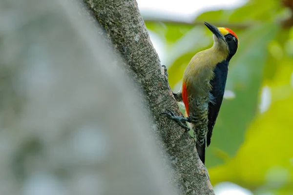 Dzięcioł złocisty, Melanerpes chrysauchen, siedzący na drzewie trink z otworem lęgowym, czarnym i czerwonym ptakiem w siedlisku przyrodnim, Corcovado, Kostaryka. Birdwatching, Ameryka Południowa. Ptak na zielono. — Zdjęcie stockowe