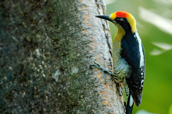 Altın-naped ağaçkakan, Melanerpes chrysauchen, yuvalama delik ile ağaç torink üzerinde oturan, doğa habitat siyah ve kırmızı kuş, Corcovado, Kosta Rika. Kuş gözlemciliği, Güney Amerika. Yeşil kuş. — Stok fotoğraf