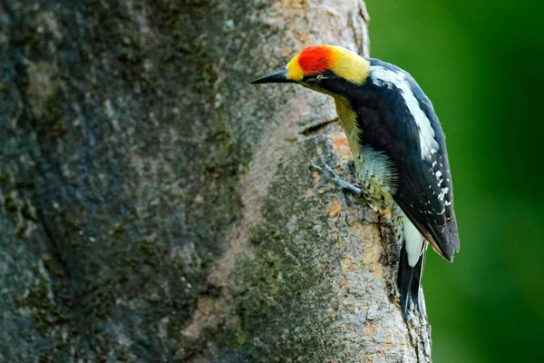 Pájaro carpintero de nuca dorada, Melanerpes chrysauchen, sentado en un tronco de árbol con agujero de anidación, ave negra y roja en el hábitat natural, Corcovado, Costa Rica. Avistamiento de aves, Sudamérica. Pájaro en el verde . — Foto de Stock