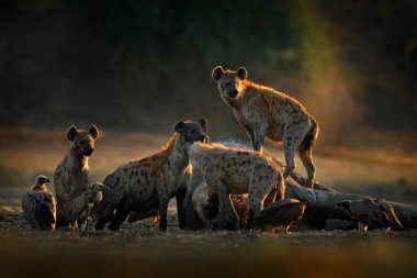 Afrika vahşi yaşamı. Benekli sırtlan, Crocuta timsahı, fil leşi dolu, Mana Havuz Np, Afrika 'da Zimbabwe. Hayvan davranışları, sırtlan ve akbabalı ölü fil. Doğada sabah ışığı.