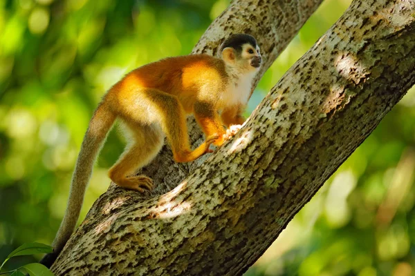 Monkey in the tropic forest vegetation. Animal, long tail in tropic forest. Squirrel monkey, Saimiri oerstedii, sitting on the tree trunk with green leaves, Corcovado NP, Costa Rica. — Stock Photo, Image