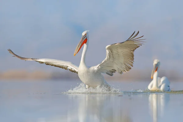 Kuş suda başlar. Dalmaçyalı pelikan, Pelecanus crispus Yunanistan 'ın Kerkini Gölü' ne iniyor. Kanatları açık pelikan. Avrupa doğasından vahşi yaşam sahnesi. — Stok fotoğraf
