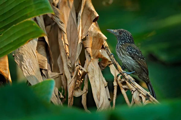 블랙 후드 티 antshrike, Thamnophilus bridgesi, 녹색 숲 트로픽 식물, 동물 서식 지, 코스타리카에서에서 검은 새. 정글에서 분기에 Antshrike. — 스톡 사진