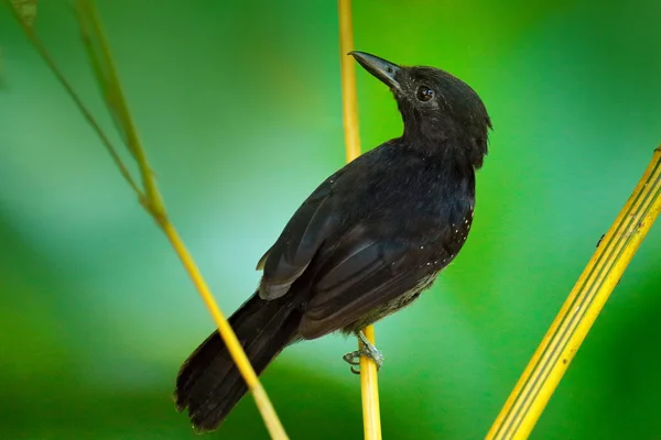 Fekete kapucnis hangyászgébics, Thamnophilus bridgesi, fekete madár, a zöld erdő trópusi növényzet, állati élőhely, Costa Rica. Ül az ágon a dzsungelben hangyászgébics. — Stock Fotó