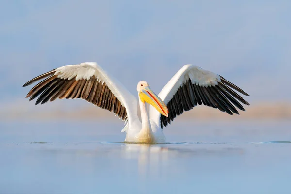 Madár indul a vízben. Dalmát pelikán, Pelecanus crispus, leszállás a Kerkini-tónál, Görögország. Pelikán nyitott szárnyakkal. A vadon élő állatok helyzete európai természetből. — Stock Fotó