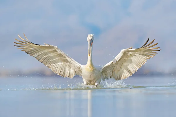 Ptak zaczyna w wodzie. Pelikan dalmatyński, Pelecanus crispus, lądowanie w jeziorze Kerkini, Grecja. Pelikan z otwartymi skrzydłami. Scena dzikiej przyrody z europejskiej przyrody. — Zdjęcie stockowe