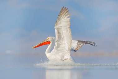 Kuş suda başlar. Dalmaçyalı pelikan, Pelecanus crispus Yunanistan 'ın Kerkini Gölü' ne iniyor. Kanatları açık pelikan. Avrupa doğasından vahşi yaşam sahnesi. 