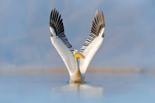 El pájaro empieza en el agua. Pelícano dálmata, Pelecanus crispus, aterrizando en el lago Kerkini, Grecia. Pelícano con alas abiertas. Escena de vida silvestre de naturaleza europea. —  Fotos de Stock