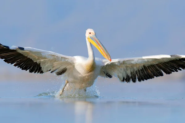 Птица начинает в воде. Далматинский пеликан, Pelecanus crispus, высаживается в озере Керкини, Греция. Пеликан с открытыми крыльями. Дикая природа Европы. — стоковое фото