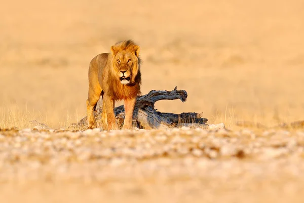 Lion walk. Portrait of African lion, Panthera leo, detail of big animals, Etocha NP, Namibia, Africa. Cats in dry nature habitat, hot sunny day in desert. Wildlife scene from nature. — Stock Photo, Image