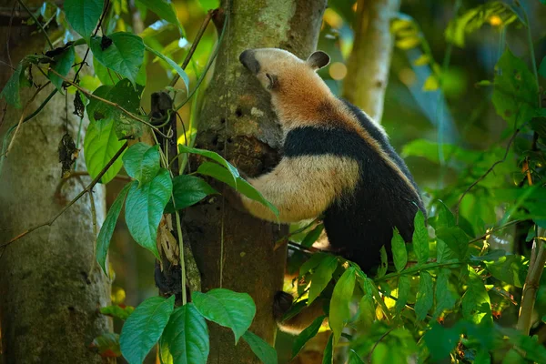 Kuzey tamandua, Tamandua mexicana, doğa orman habitat, Corcovado Np, Kosta Rika vahşi karınca yiyen. Tropic junge ormandaki yabani hayvanlar ve bitkiler sahne. Karınca yiyen uzun namlu ve büyük kulak.