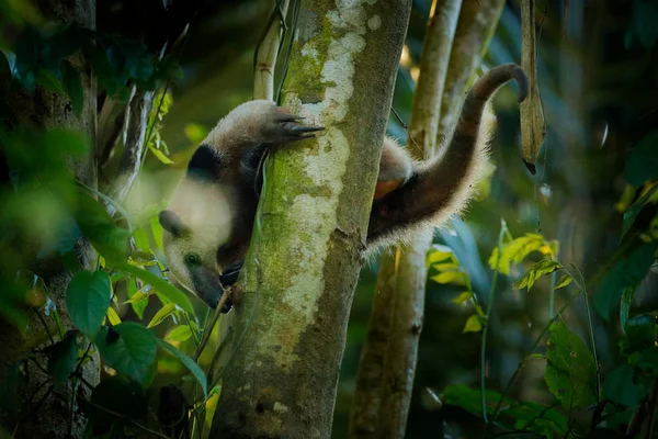 У tamandua, Tamandua mexicana, дикі anteater в природі ліс Хабітат, Корковадо Np, Коста-Ріці. Дикої природи сцени з Тропік junge лісу. Муравьед з довгим морда і велику Вушні. — стокове фото