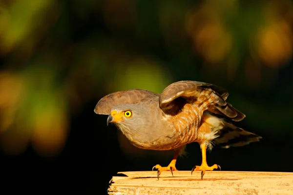 Carretera halcón, Rupornis magnirostris, pájaro en el árbol, Corcovado NP, Costa Rica, Vida silvestre escena de bosque tropical. Pájaro de presa en el hábitat, vegetación verde . — Foto de Stock