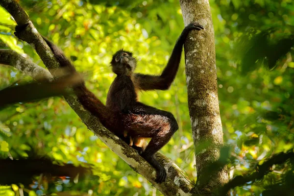 Spindelapan på palmen. Grönt djurliv i Costa Rica. Svarthänta spindelapan sitter på trädgrenen i den mörka tropiska skogen. Djur i naturmiljön, på trädet. — Stockfoto