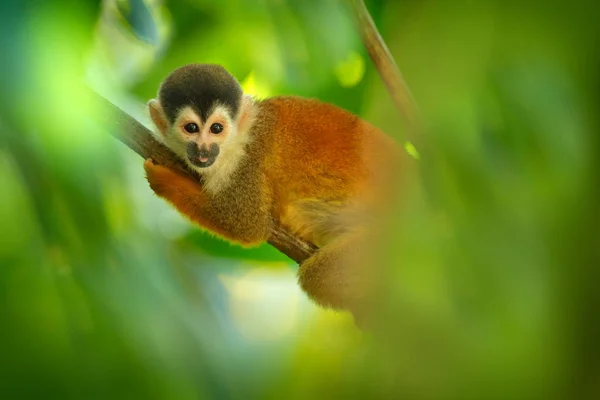 Monkey in the tropic forest vegetation. Animal, long tail in tropic forest. Squirrel monkey, Saimiri oerstedii, sitting on the tree trunk with green leaves, Corcovado NP, Costa Rica. — Stock Photo, Image