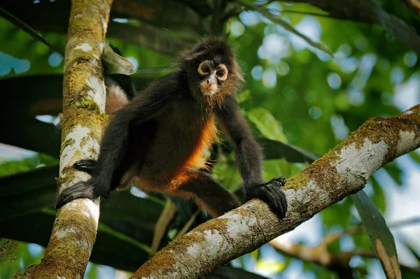 Singe araignée sur le palmier. Faune verte du Costa Rica. Singe araignée aux mains noires assis sur la branche d'arbre dans la forêt tropicale sombre. Animaux dans l'habitat naturel, sur l'arbre. — Photo