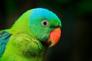 Mavi peçeteli papağan, Tanygnathus lucionensis, ayrıntılı portre. Yeşil kuş tropik dorukta, Filipinler Asya 'da. Mavi şapkalı ve kırmızı gagalı papağanın yakın plan fotoğrafı. Doğadan vahşi yaşam sahnesi.