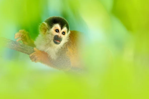 Singe dans la végétation de la forêt tropicale. Animal, longue queue dans la forêt tropicale. Singe écureuil, Saimiri oerstedii, assis sur le tronc d'arbre aux feuilles vertes, Corcovado NP, Costa Rica . — Photo