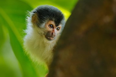 Tropik orman bitkilerindeki maymun. Hayvan, tropik ormanda uzun kuyruk. Sincap maymunu, Saimiri oerstedii, ağaç gövdesinde yeşil yapraklarla oturuyor, Corcovado Np, Kosta Rika. 