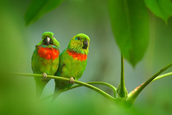 Salvadori fügepapagáj, Psittaculirostris salvadorii, két zöld papagáj, ül az ágon, udvarlási szertartás, Nyugat-Pápua, Indonézia, Ázsia. Két madár az ágon. Zöld növényzet. — Stock Fotó