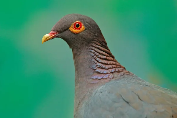 Bellissimo dettaglio primo piano ritratto di uccelli con gli occhi gialli rossi. Piccione, Patagioenas squamosa, piccione, Sulawesi, Indonesia. Uccello raro dall'Asia, vegetazione verde. — Foto Stock